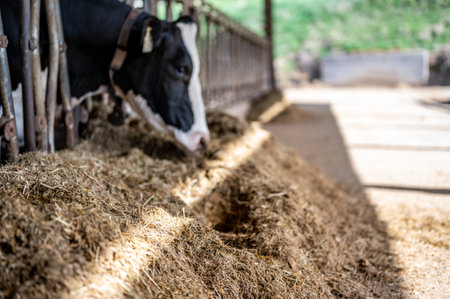 Holstein dairy cow with head through a stanchion to eat silage in a barn.の写真素材