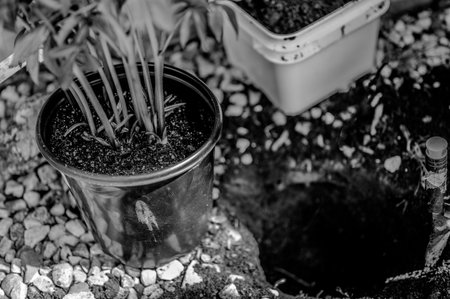 Transplanting a root bound potted plant to a newly dug hole in rocked boarder near a house.の写真素材