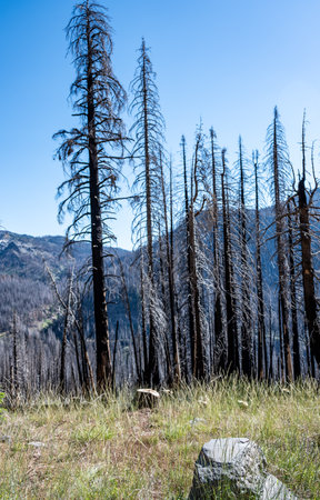 Charred remains in Lassen Volcanic National Park after a forest fireの写真素材