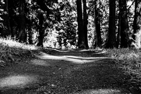 selective focus on a dirt path leading through tall coniferous forest trees.の写真素材