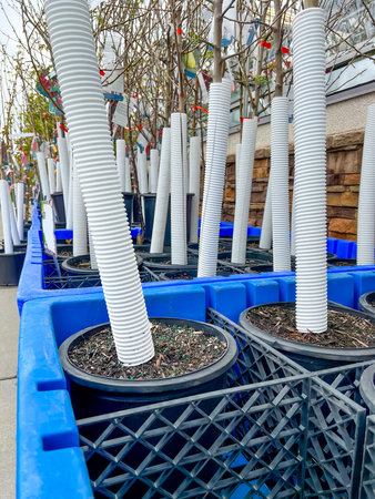 Low angle view of trees and shrubs for sale at a garden centerの写真素材