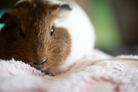 Guinea pig with sleepy expression looking at the cameraの写真素材