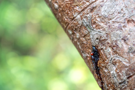 selective focus on the bark of a Gumbo limbo tree along trail path at Everglades National Park