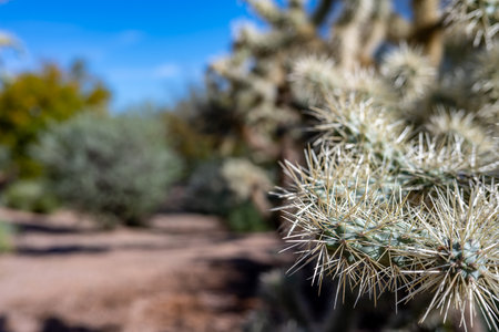 selective focus on white cactus needles with blurred background and blue sky