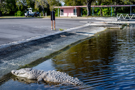 Saltwater crocodile sunning on the boat dock at the Flamingo Marina of the Everglades National Parkの写真素材