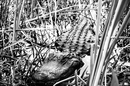 Selective focus on the head of an American Allegator hiding in the swamp grass in the Florida Everglades.の写真素材