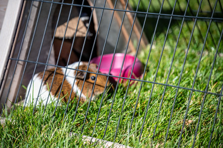 selective focus on grass near a Guinea pig in an outdoor cage with grass, a water bowl, and shelter.の写真素材