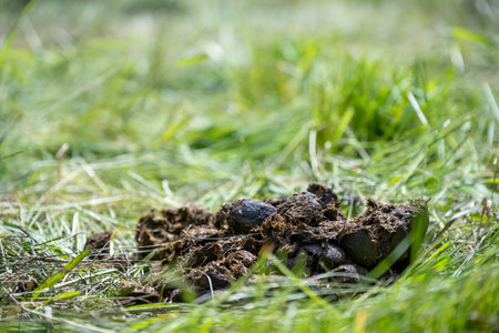 Selective focus on horse manure in a pastureの写真素材
