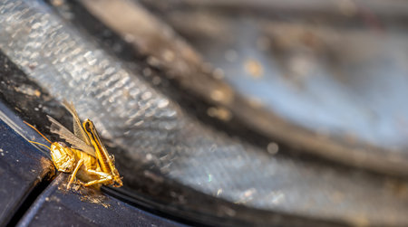 Selective focus on dead grasshopper splattered to the front grill of a vehicleの写真素材