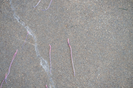earthworms crawling on cement sidewalks after a heavy rain