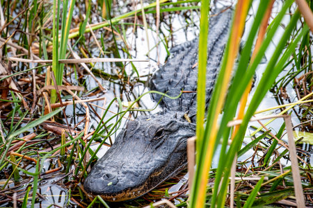 Selective focus on the head of an American Allegator hiding in the swamp grass in the Florida...