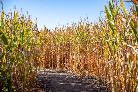 Fall festival corn maze with a dirt path leading forward.の写真素材
