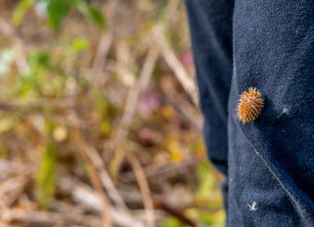 cocklebur seed pod attached to clothing of an outdoor hikerの写真素材