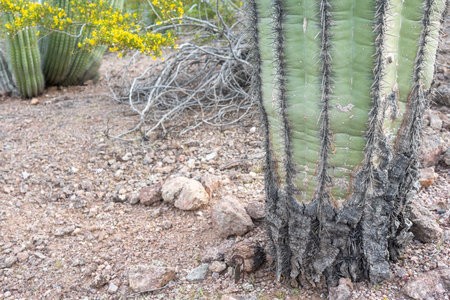 bacterial or fungal infection causing cactus trunk rotの写真素材