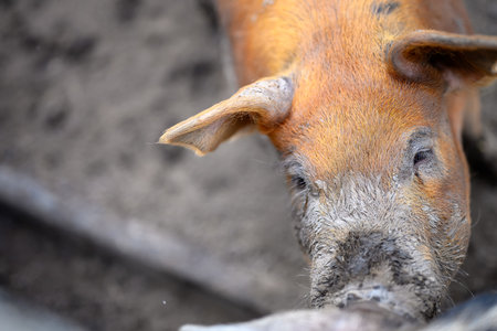 Head and snout of a adult pig upturned to look at the cameraの写真素材