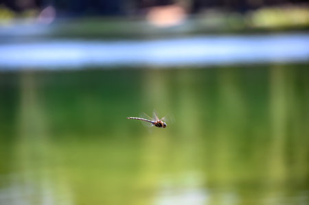 selective focus on a dragonfly in motion over a glassy lake.の写真素材