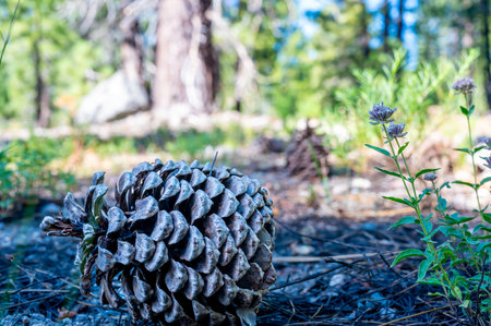 Jeffrey Pinecone laying on the forest floor with pine needles.