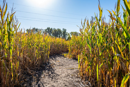Fall festival corn maze with a dirt path leading forward.の写真素材