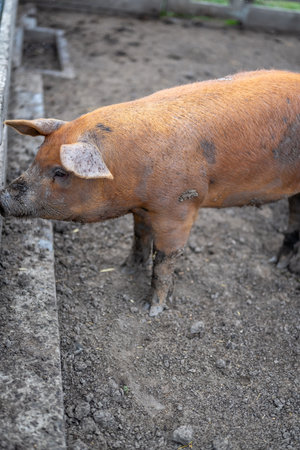 Single dirty pig standing in a muddy pigsty penの写真素材