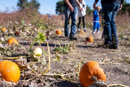 School Class field trip to a pumpkin patch in the fallの写真素材