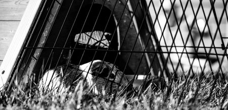 selective focus on grass near a Guinea pig in an outdoor cage with grass, a water bowl, and shelter.の写真素材