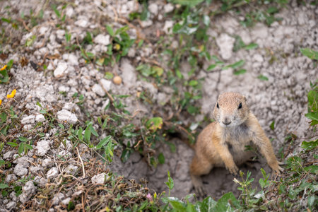 prairie dog peeking out of an underground hole to its homeの写真素材