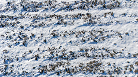 Drone view over a snow covered field with cultivated rows.