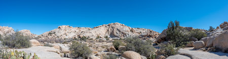 Panorama Landscape of Joshua Tree National Park with clear skies and rocky backdropの写真素材