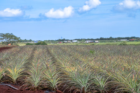 Rows of cultivated pineapples in agricultural productionの写真素材