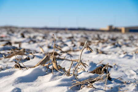 Selective focus on crop residue in a barren field covered with snow during winter.の写真素材