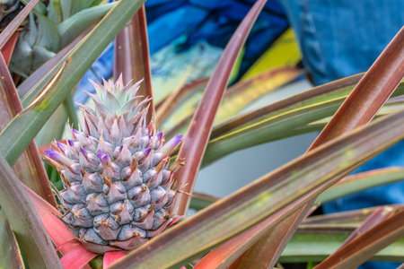 Selective focus on a single pineapple plant in bloomの写真素材