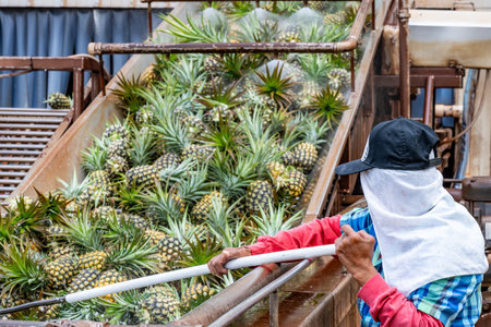 Worker sorting Pineapples at a production facility being washed after harvest and moved on a conveyor beltの写真素材