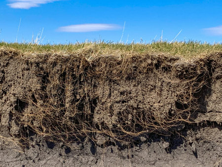 extended Root and soil layers on edge of pasture drop offの写真素材
