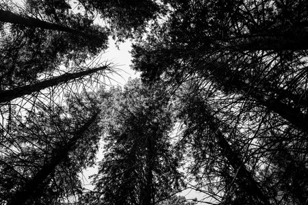 View of tall trees reaching towards the sky in a forest during daylightの写真素材