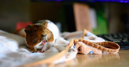 Front view of a tired Guinea pig laying on a blanket while stretching and yawning.の写真素材