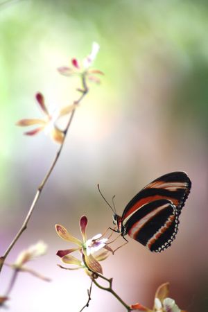 Beautiful butterfly perched on a pretty flower.