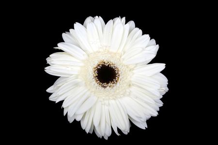 Bright white gerbera daisy with water droplets on a black backgroundの写真素材