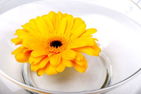 Yellow Gerbera Daisy floating in glass bowlの写真素材