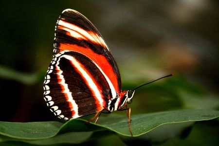 Beautiful orange and black butterfly sitting on leaf