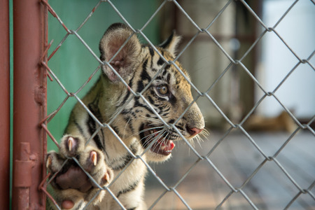 soft focus of baby tiger in zoos cageの写真素材