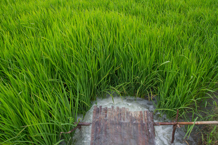 pumping water into the rice fieldの写真素材