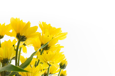 fresh yellow flower on white background with copy space for textの写真素材