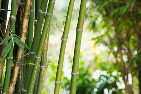 bamboo trees in natureの写真素材