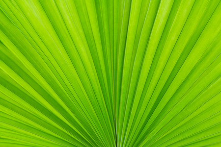 green palm Leaf Texture Backgroundの写真素材