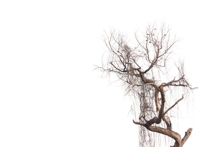 dead wood isolated on white backgroundの写真素材