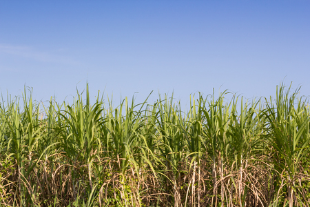 sugar cane field and blue skyの写真素材