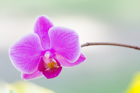pink Thai orchid on nature backgroundの写真素材