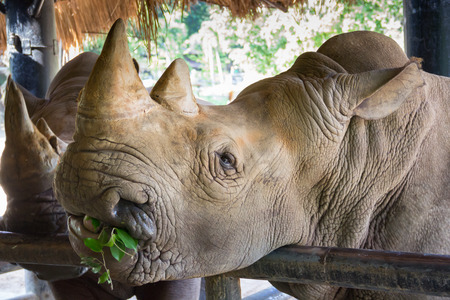 rhino eating green leafの写真素材