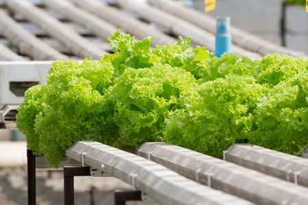 lettuce in farm, hydroponic methodの写真素材