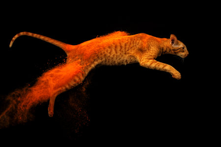 Red oriental cat jumping in Holly colors on black backgroundの写真素材